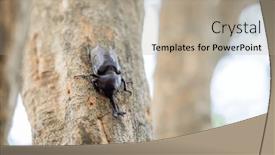  Presentation with beetles rhinoceros beetle rhino beetle - Slide deck with rhinoceros-beetles-on-the-tree background and a mint green colored foreground