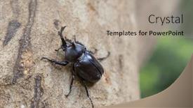  Presentation with beetles rhinoceros beetle rhino beetle - Presentation theme consisting of rhinoceros-beetles-on-the-tree background and a mint green colored foreground