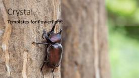  Presentation with beetles rhinoceros beetle rhino beetle - Presentation theme with rhinoceros-beetles-on-the-tree and a coral colored foreground