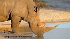  Presentation with drinking water - Presentation design having rhinoceros ceratotherium simum drinking water background and a coral colored foreground