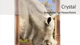  Presentation with effect - Theme featuring rhinoceros in bamboo frame with 3d effect isolated on white background background and a light gray colored foreground