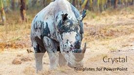  Presentation with dry - Presentation enhanced with rhinoceros-is-a-resident background and a soft green colored foreground