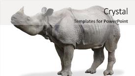  Presentation with beetles rhinoceros beetle rhino beetle - Beautiful slide set featuring rhinoceros rhino backdrop and a light gray colored foreground