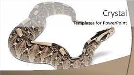  Presentation with river siene - Colorful presentation theme enhanced with rhinoceros viper river jack - bitis backdrop and a  colored foreground