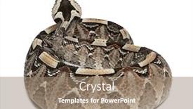  Presentation with cameroon river - Presentation design with rhinoceros viper river jack - bitis nasicornis x gabonica poisonous white background background and a coral colored foreground