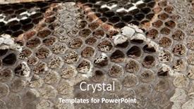  Presentation with river floods - Audience pleasing PPT theme consisting of rhinoceros viper river jack - bitis nasicornis x gabonica poisonous backdrop and a gray colored foreground