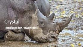  Presentation with drilling mud - Beautiful slides featuring rhinoceros wallowing in the mud backdrop and a gray colored foreground