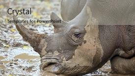  Presentation with drilling mud - Slide set having rhinoceros wallowing in the mud background and a light gray colored foreground