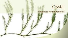  Presentation with lichen - PPT layouts enhanced with rhizome - lycopodium moss lichen isolated ont background and a cream colored foreground