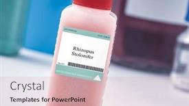  Presentation with fungus - PPT theme with rhizopus-stolonifer-fungus-used background and a coral colored foreground