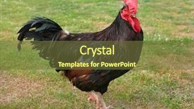  Presentation with island - Cool new PPT theme with rhode island red cockerel standing backdrop and a tawny brown colored foreground