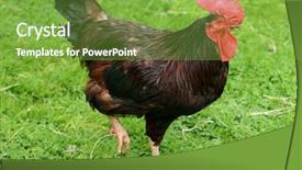  Presentation with island - PPT layouts consisting of rhode island red cockerel strutting background and a seafoam green colored foreground