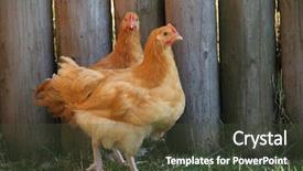  Presentation with island - Theme having rhode island red hens background and a tawny brown colored foreground