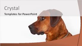  Presentation with lion - Presentation theme having rhodesian-ridgeback-also-called-lion background and a white colored foreground
