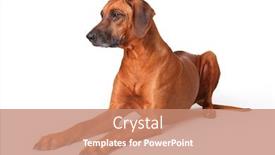  Presentation with white fragility - Audience pleasing PPT layouts consisting of rhodesian ridgeback portrait on a white background backdrop and a coral colored foreground