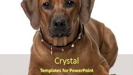  Presentation with puppy - Colorful theme enhanced with rhodesian ridgeback puppy 7 months old lying in front of white background backdrop and a tawny brown colored foreground