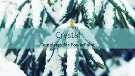  Presentation with bud - Theme having rhododendron-bud-with-leaves-snow background and a seafoam green colored foreground