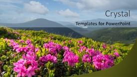  Presentation with summer time - Amazing presentation theme having rhododendron-flowers-covered-mountains-meadow backdrop and a light blue colored foreground