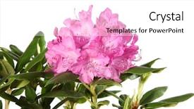  Presentation with white flowers - Slides enhanced with azalea - rhododendron flowers isolated on white background and a white colored foreground