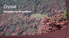  Presentation with nepal - PPT theme having rhododendron forest in flower annapurna background and a gray colored foreground