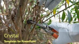  Presentation with gardening - Presentation theme with rhododendron-gardener-examines-and-cuts background and a tawny brown colored foreground