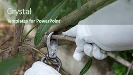  Presentation with gardening - PPT theme with rhododendron-gardener-examines-and-cuts background and a  colored foreground