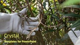  Presentation with gardening - Presentation design consisting of rhododendron-gardener-examines-to-cut background and a  colored foreground