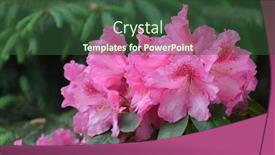  Presentation with season - PPT theme with rhododendron-helsinki-university-in-garden background and a tawny brown colored foreground