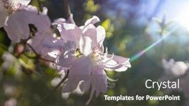  Presentation with botanical garden - Theme featuring rhododendron-in-the-botanical-garden background and a tawny brown colored foreground