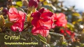  Presentation with botanical garden - Presentation theme enhanced with rhododendron-in-the-botanical-garden background and a tawny brown colored foreground