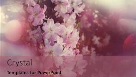  Presentation with botanical garden - Theme consisting of rhododendron-in-the-botanical-garden background and a violet colored foreground