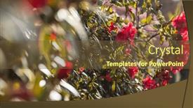  Presentation with botanical garden - Slides consisting of rhododendron-in-the-botanical-garden background and a tawny brown colored foreground