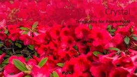  Presentation with botanical - Presentation design enhanced with rhododendron-in-the-botanical-garden background and a red colored foreground