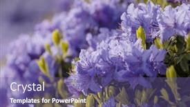  Presentation with botanical - PPT layouts featuring rhododendron-in-the-botanical-garden background and a violet colored foreground