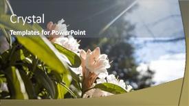  Presentation with botanical - PPT theme consisting of rhododendron-in-the-botanical-garden background and a gray colored foreground