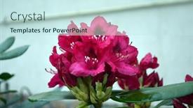  Presentation with season - Theme enhanced with rhododendron-nova-zembla-in-garden background and a sky blue colored foreground