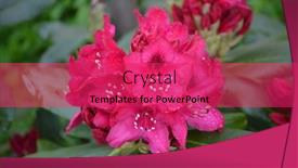  Presentation with season - PPT layouts with rhododendron-nova-zembla-in-garden background and a red colored foreground
