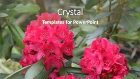  Presentation with season - Presentation design having rhododendron-nova-zembla-in-garden background and a gray colored foreground