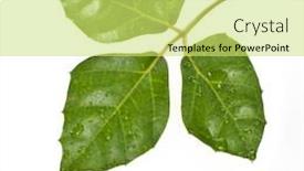  Presentation with liana - Beautiful presentation featuring rhoicissus-liana-cissus-isolated backdrop and a yellow colored foreground