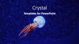  Presentation with blue flame - Presentation theme consisting of rhopilema-esculentum-the-flame-jellyfish background and a navy blue colored foreground