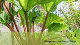  Presentation with plant - Theme enhanced with rhubarb-plant-in-the-garden background and a yellow colored foreground