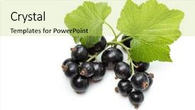  Presentation with blackcurrant - Presentation having ribes nigrum blackcurrant fruit background and a yellow colored foreground