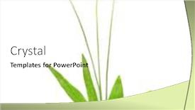  Presentation with plantain - Presentation theme with ribwort plantain plantago lanceolata is used frequently in tisane and other herbal remedies plantain is one of the most abundant and accessible medicinal herbs background and a white colored foreground