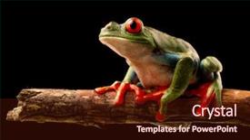  Presentation with costa rica - Cool new slide set with rica agalchnis callydrias or monkey backdrop and a wine colored foreground