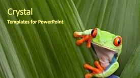  Presentation with frog - Presentation enhanced with rica curious tropical rain forest background and a tawny brown colored foreground