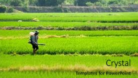  Presentation with spray - Cool new presentation with rice agriculture - it is a farmer spray backdrop and a gold colored foreground