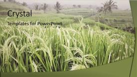  Presentation with rice fields - Beautiful PPT layouts featuring rice cultivation fields in bali backdrop and a mint green colored foreground