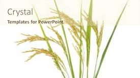 Presentation with rice - Audience pleasing PPT layouts consisting of rice drops backdrop and a cream colored foreground
