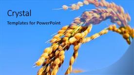 Presentation with rice paddy - Colorful PPT theme enhanced with rice ear and the blue backdrop and a light blue colored foreground