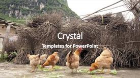  Presentation with rural - Audience pleasing slide set consisting of rice farmer - rural village scenery in guilin backdrop and a tawny brown colored foreground